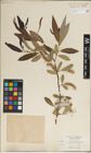 Foto von Salix laevigata Bebb
